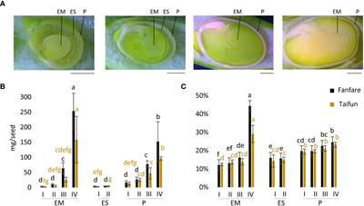 Spatio-temporal transcriptome and storage compound profiles of developing faba bean (Vicia faba) seed tissues